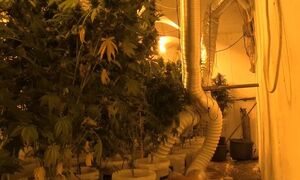 zabezpieczone rośliny