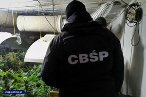 Policjanci CBŚP wewnątrz pomieszczenia z odkrytą plantacją konopi