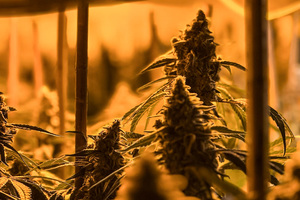 Funkcjonariusze w trakcie realizacji