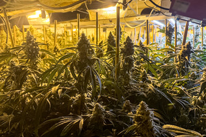 Funkcjonariusze w trakcie realizacji