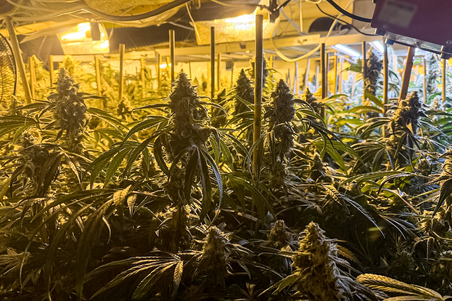 CBŚP rozbiło międzynarodową grupę wytwarzającą marihuanę