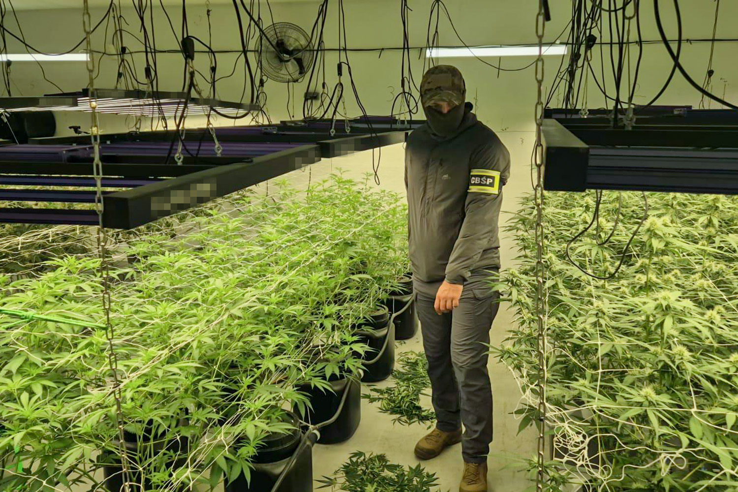 Profesjonalna plantacja konopi zlikwidowana przez CBŚP. Zabezpieczono narkotyki warte pół miliona złotych